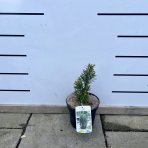 Tis prostredný (Taxus Media) ´HICKSII´,  výška: 10-20 cm, kont. C3L